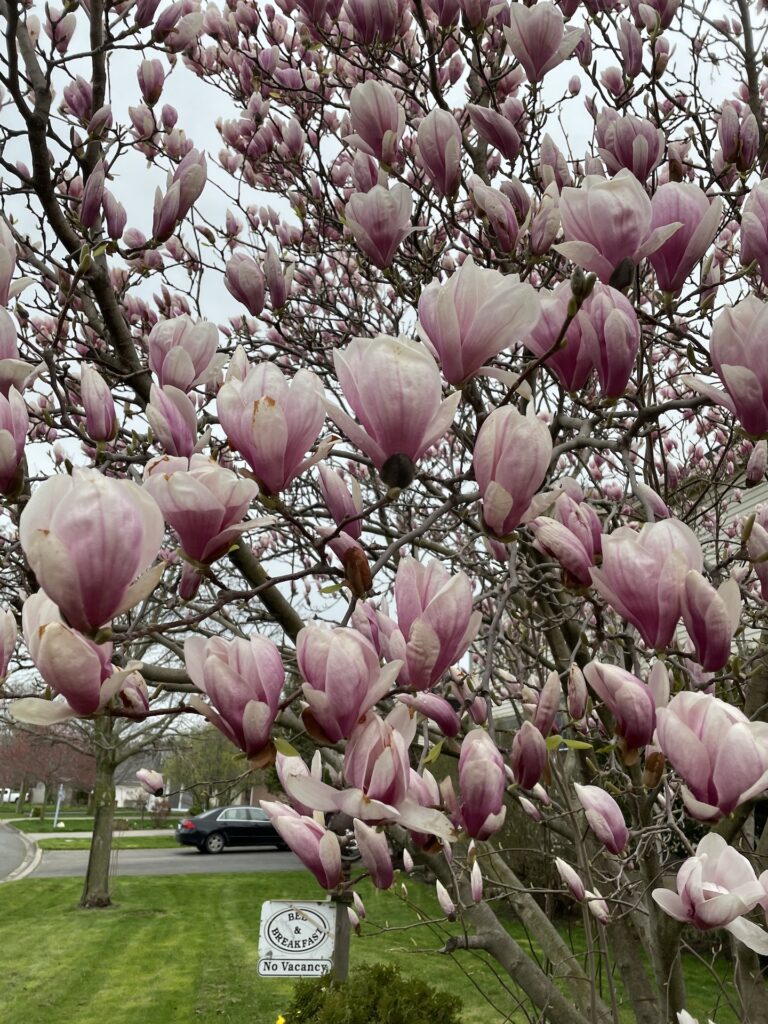 Magnolia tree in bloom with B&B sign