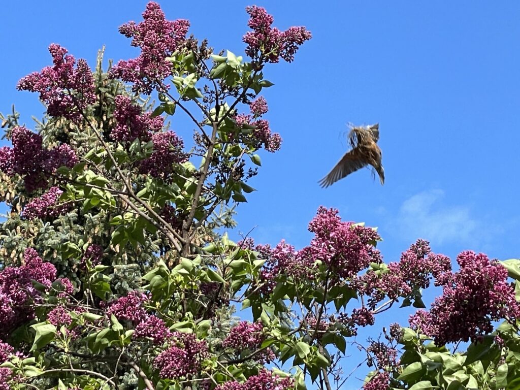 Purple lilacs with bird in flight